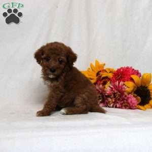 Benittah F1bb, Mini Goldendoodle Puppy